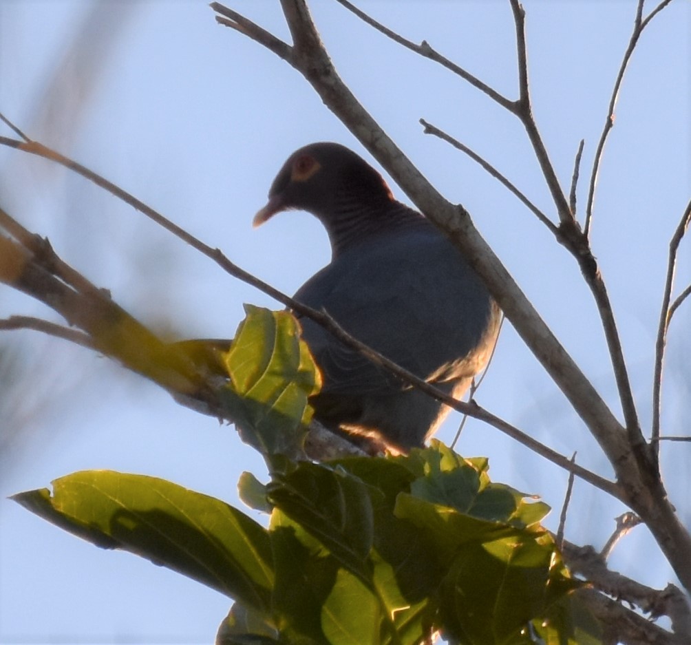 Pigeon à cou rouge - ML138314451