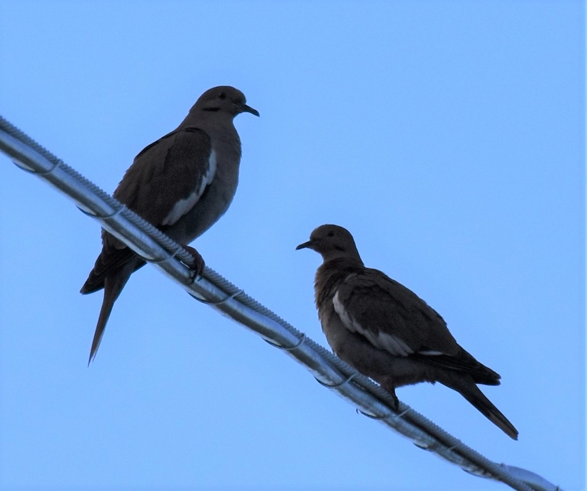 White-winged Dove - ML138314471