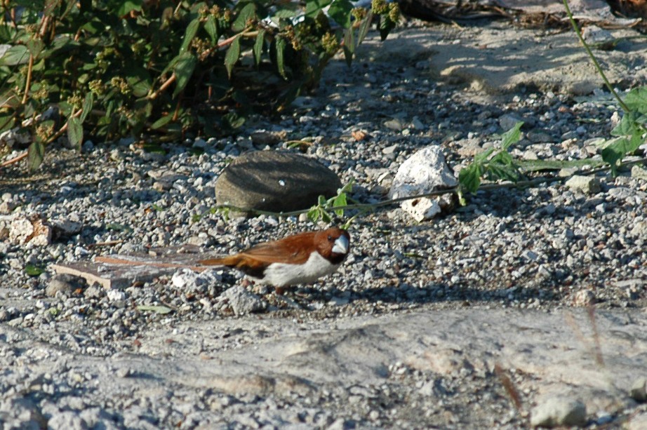 Five-colored Munia - David Jeffrey Ringer