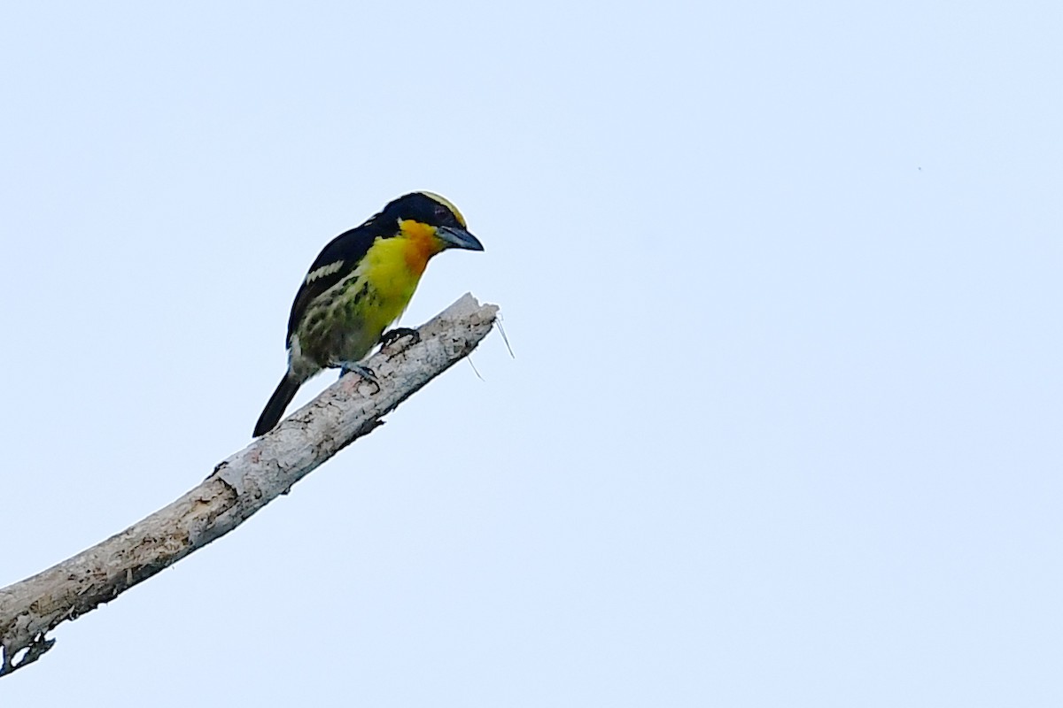 Gilded Barbet - ML138314641