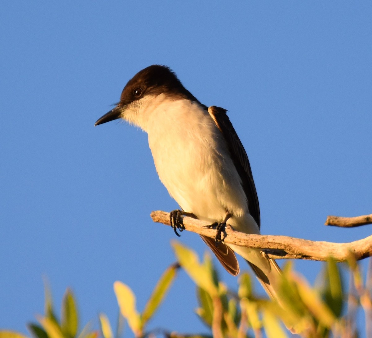 Loggerhead Kingbird - ML138314761