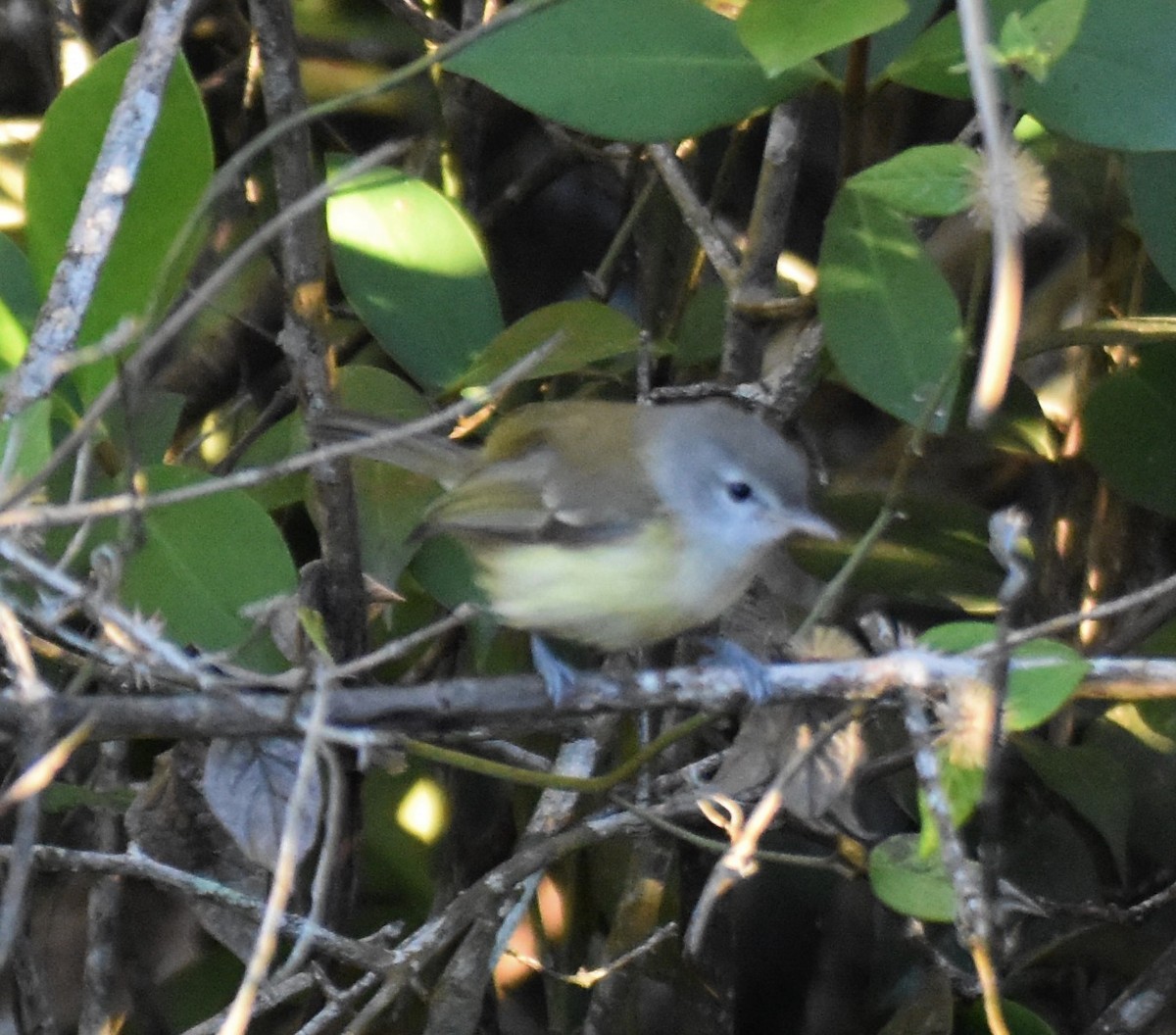 Puerto Rican Vireo - ML138314811