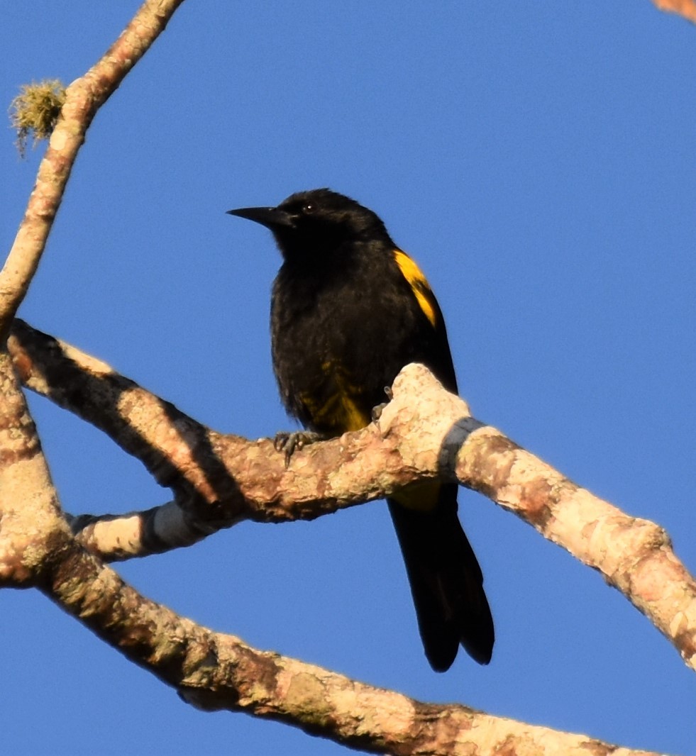 Oriole de Porto Rico - ML138314921