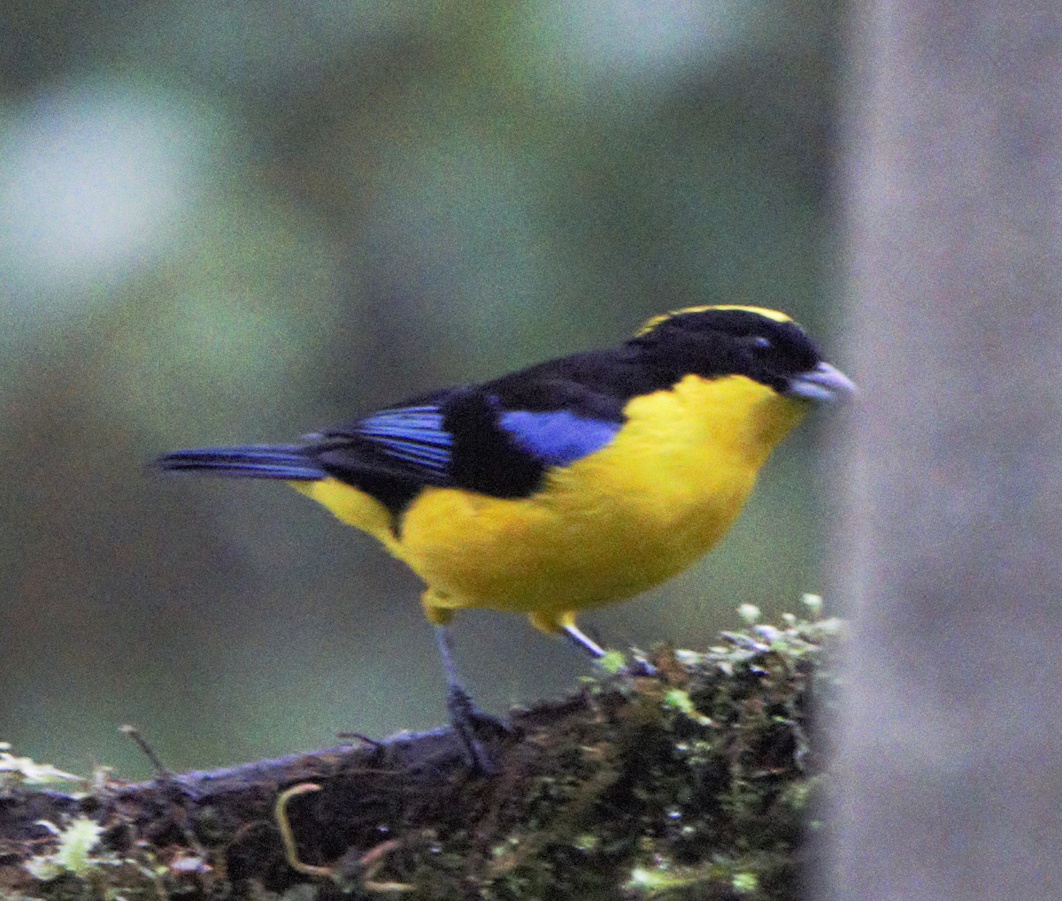 Blue-winged Mountain Tanager - ML138315081