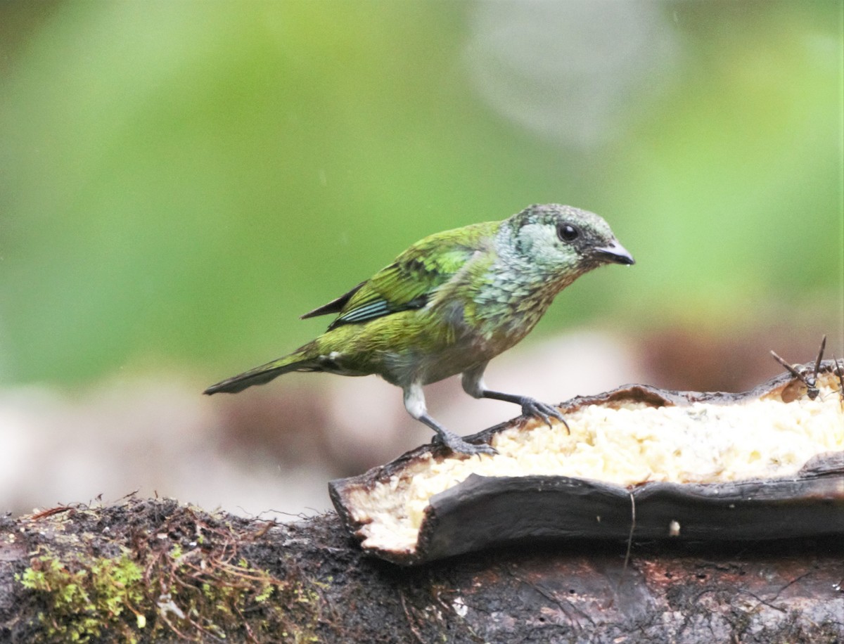 Black-capped Tanager - ML138315131