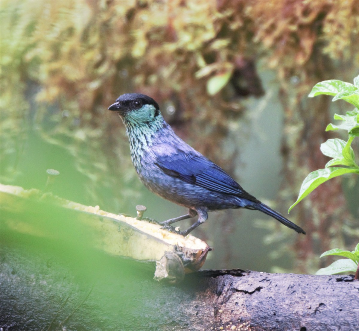 Black-capped Tanager - ML138315151