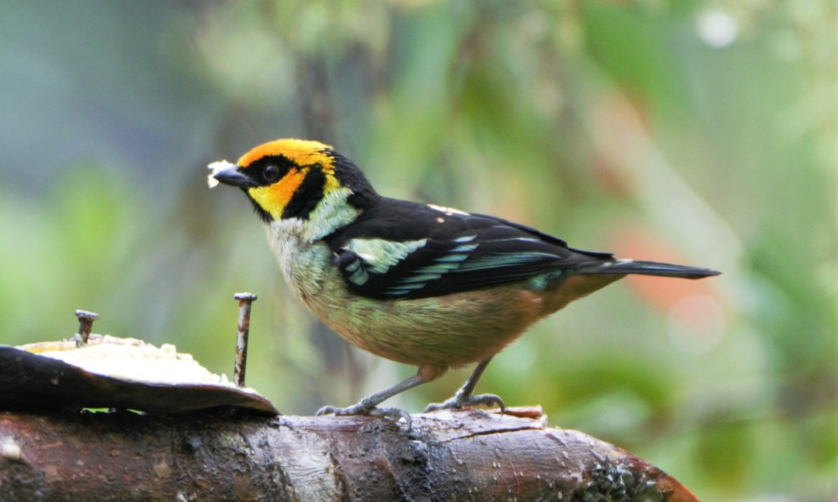 Flame-faced Tanager - ML138315171