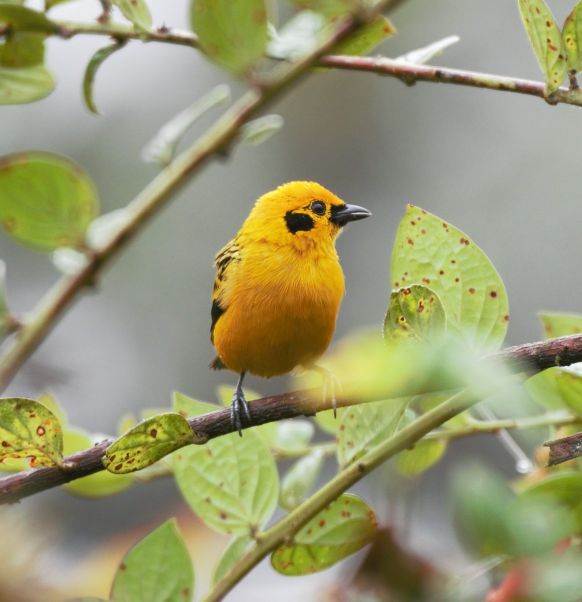 Golden Tanager - Sue Riffe