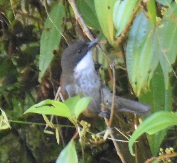 Puerto Rican Tanager - Luis Munoz