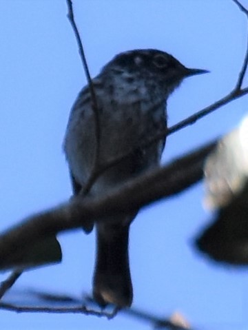 Elfin-woods Warbler - Luis Munoz