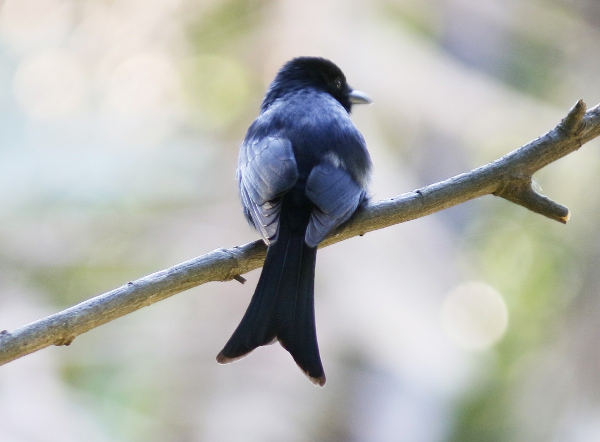 Fork-tailed Drongo - ML138317091