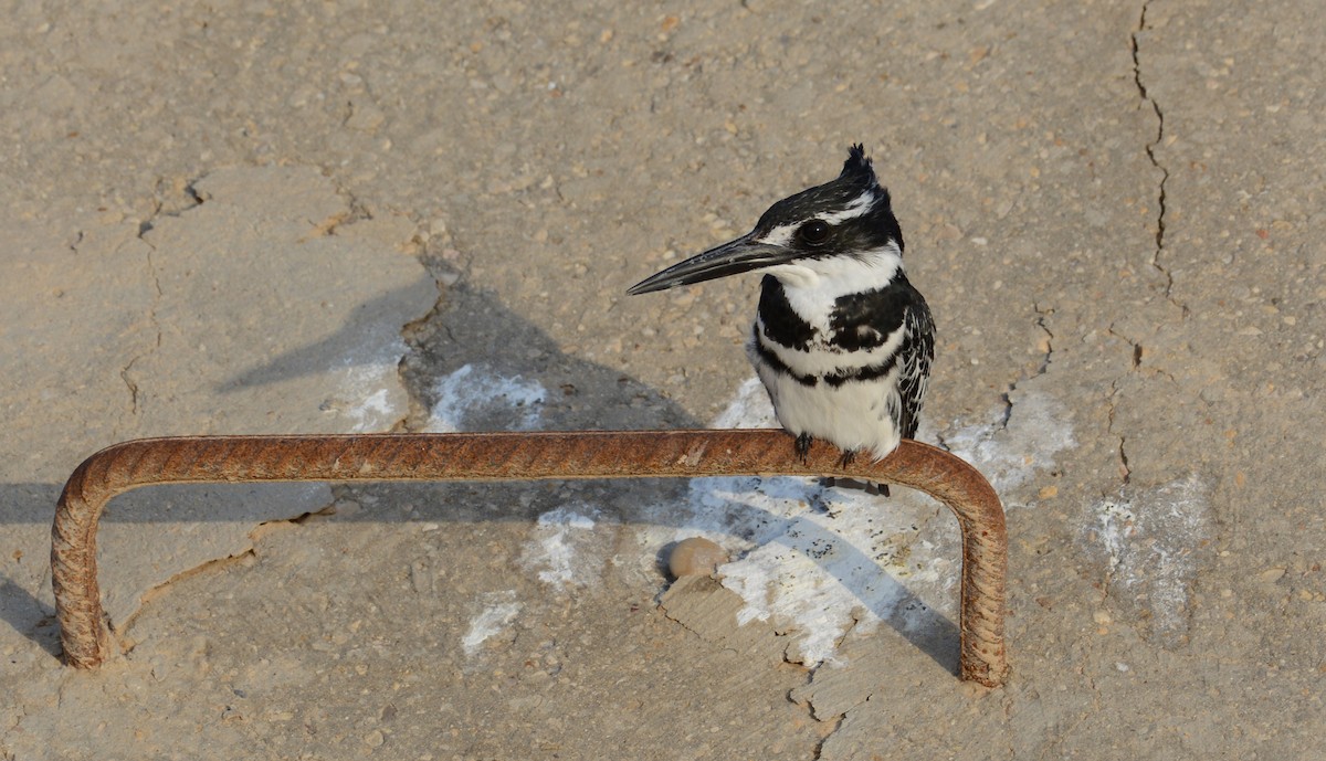 Pied Kingfisher - ML138317551