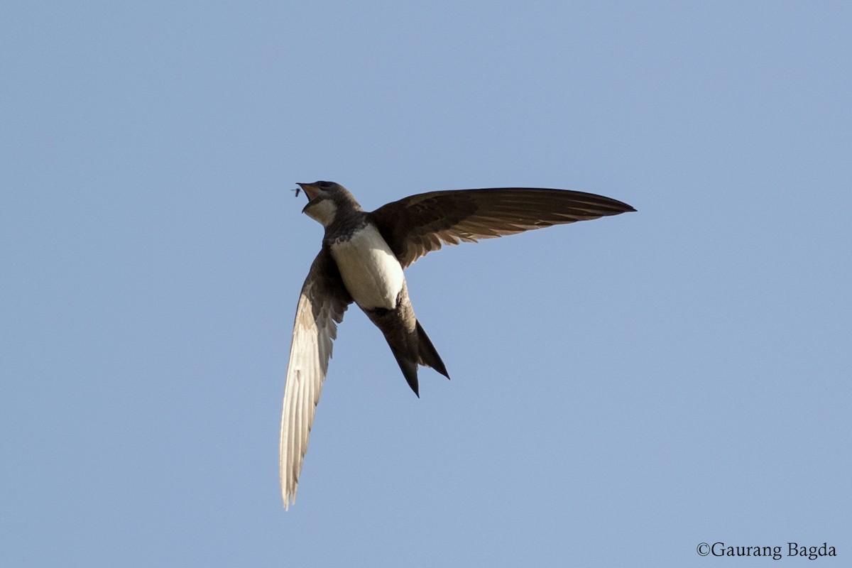 Alpine Swift - ML138318191