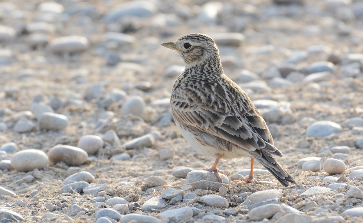 Eurasian Skylark - ML138319551