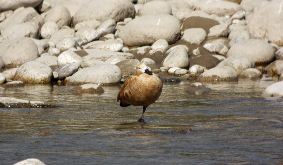 Ruddy Shelduck - George Matz