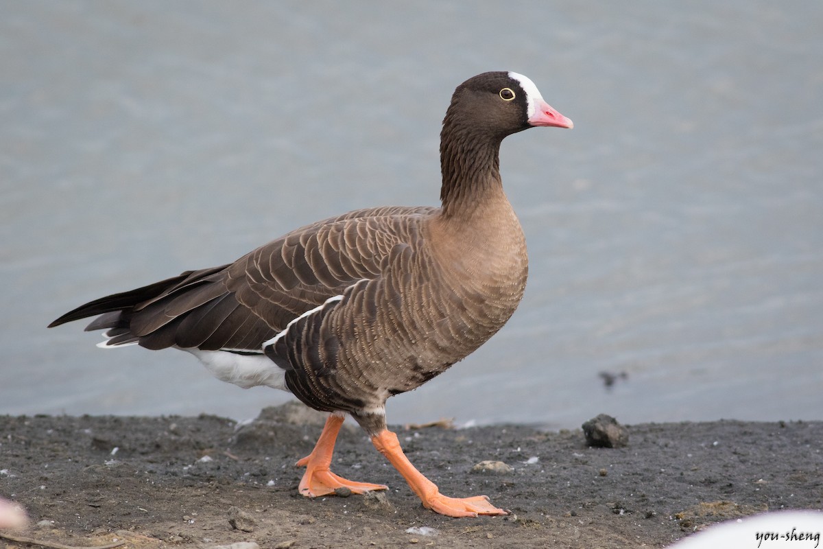 Lesser White-fronted Goose - ML138319961