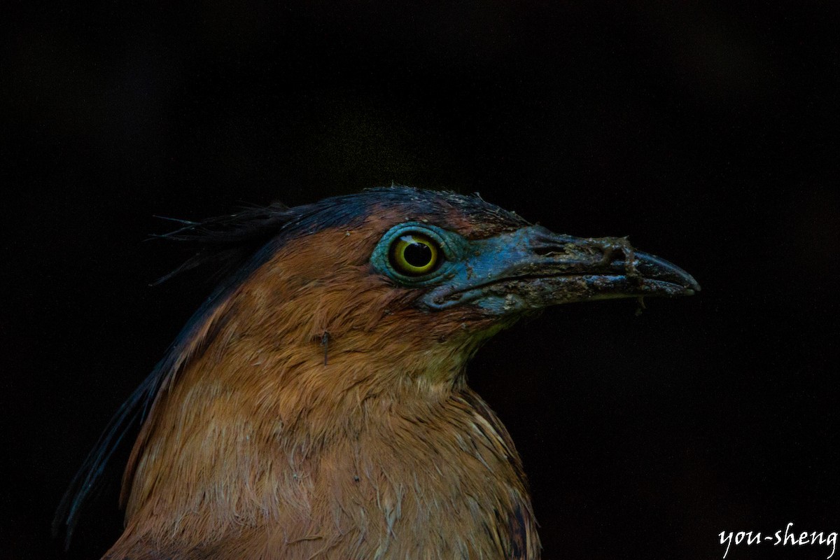 Malayan Night Heron - ML138320301