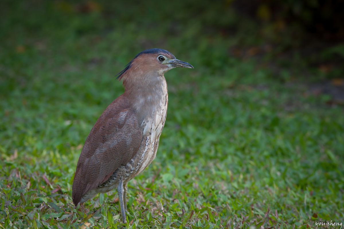 Malayan Night Heron - ML138320311