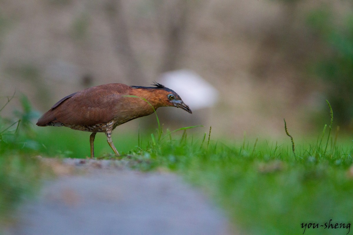 Malayan Night Heron - ML138320331