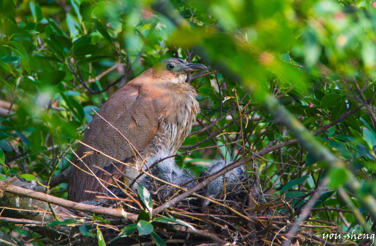 Malayan Night Heron - ML138320341