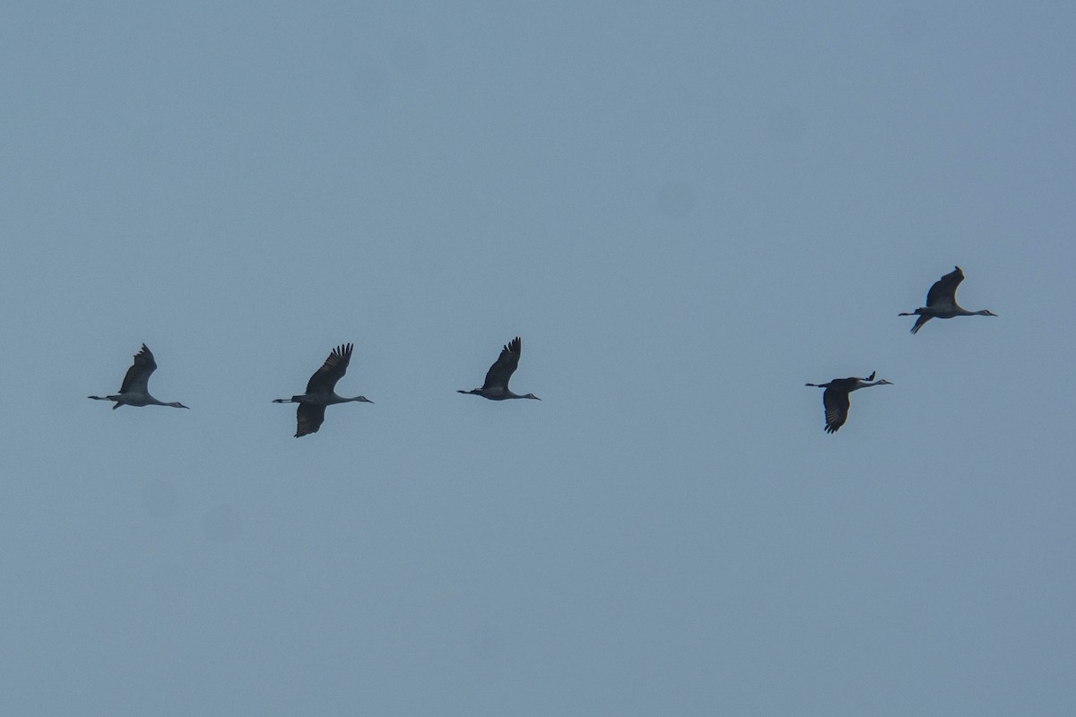 Sandhill Crane - ML138321891