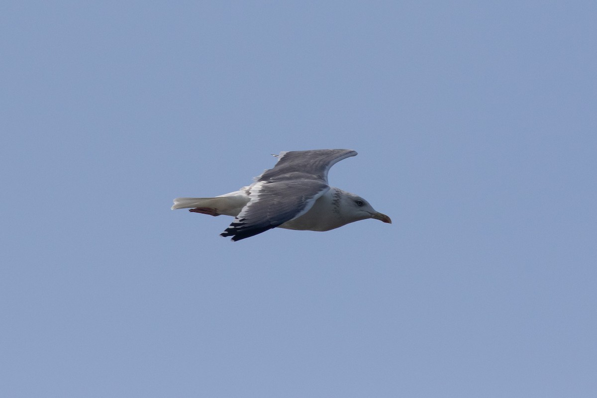 Herring Gull (Vega) - Iain Robson