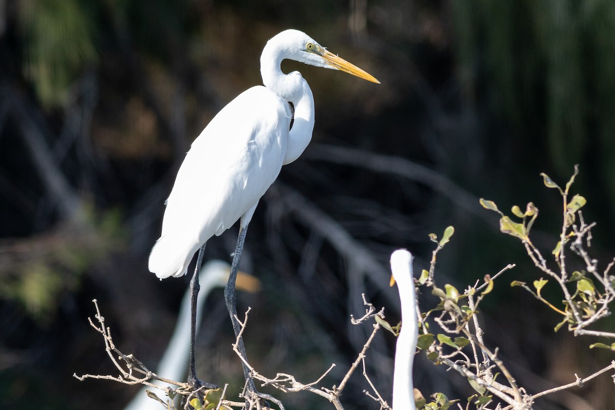 Great Egret - Iain Robson