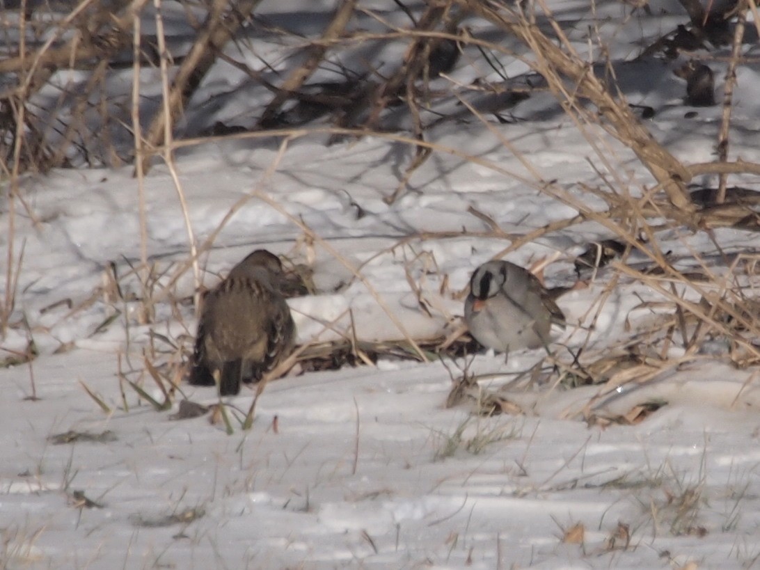 White-crowned Sparrow - ML138323501