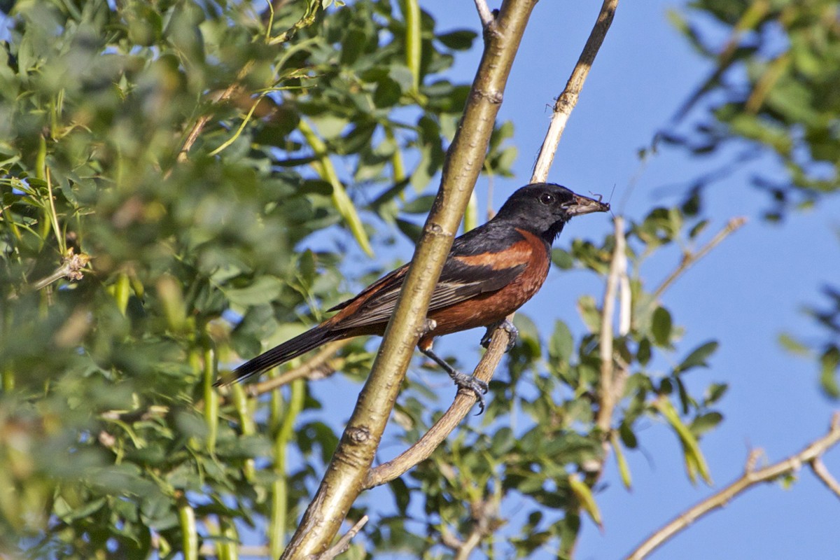 Orchard Oriole - ML138324751