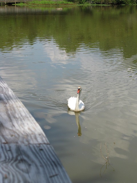 Mute Swan - ML138326231