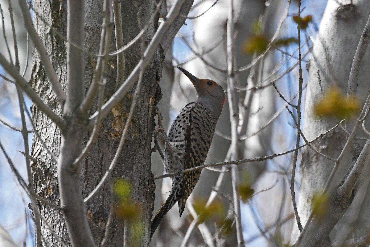 Northern Flicker - ML138326961