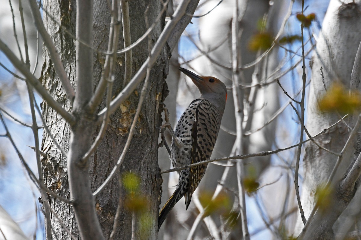 Northern Flicker - ML138326981