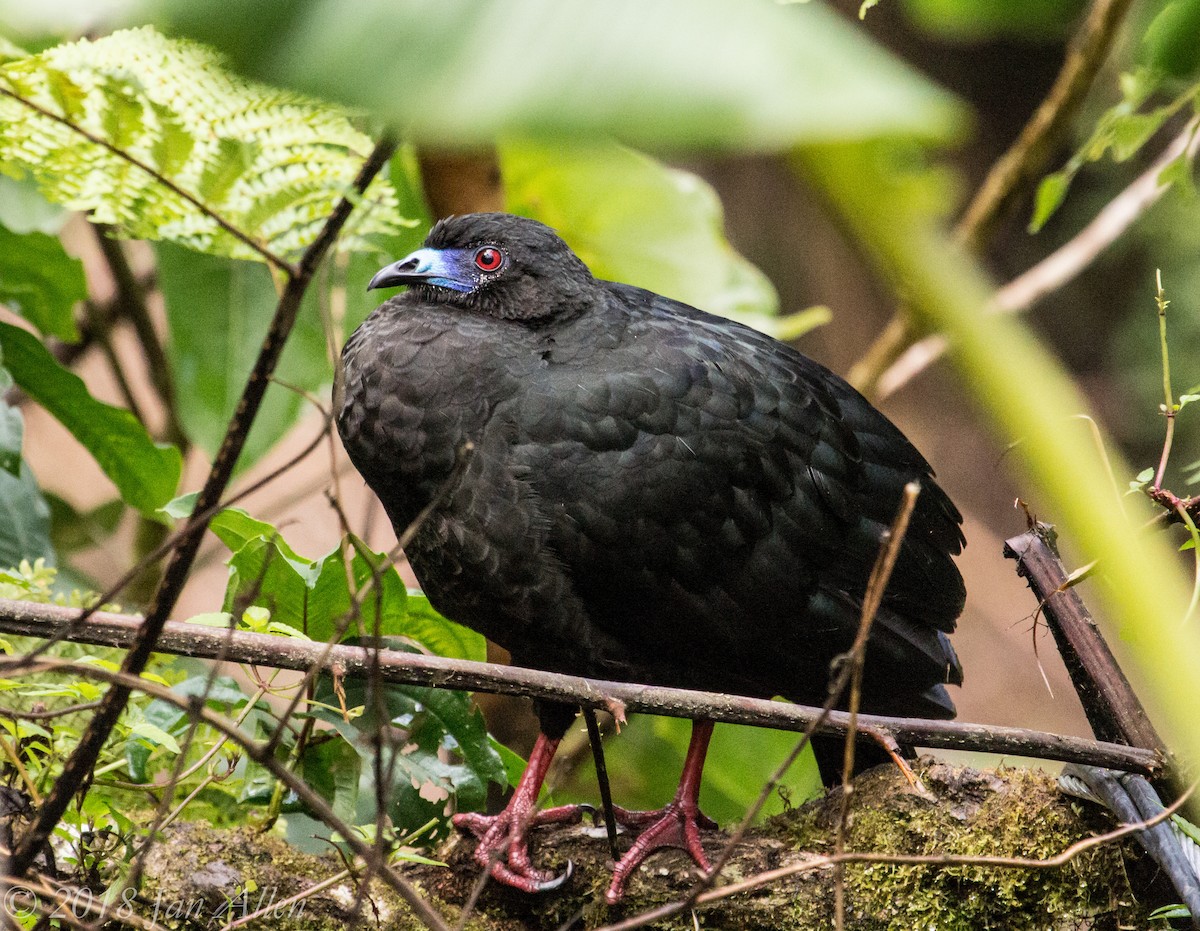 Black Guan - ML138327371