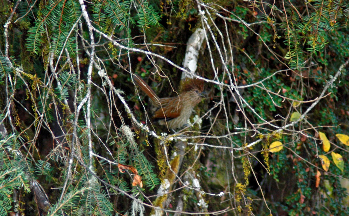 Striated Laughingthrush - ML138327641