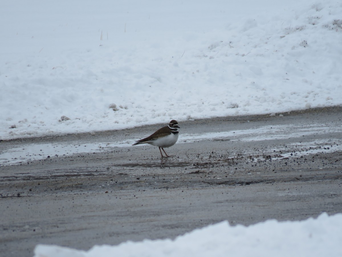 Killdeer - ML138327831