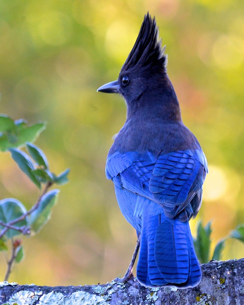 Steller's Jay (Coastal) - ML138328101