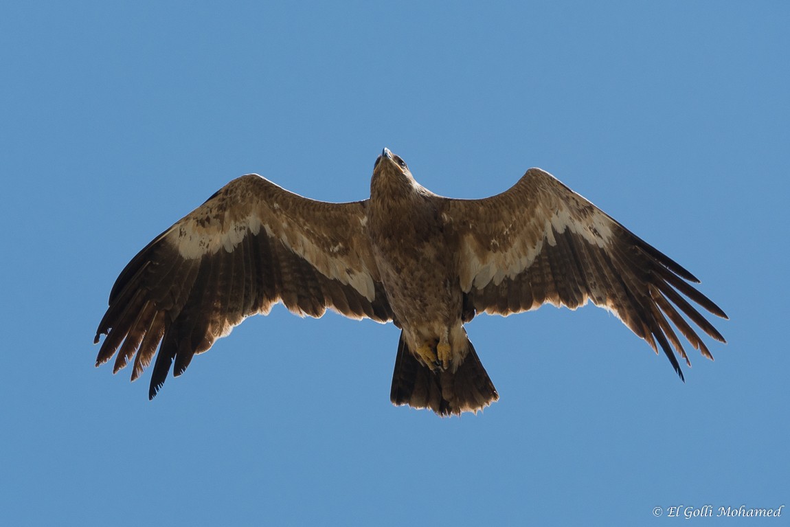 Steppe Eagle - ML138329111