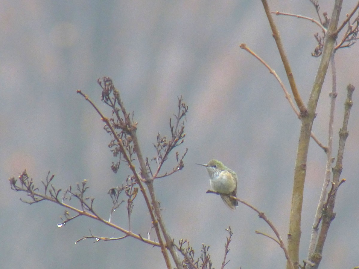 Calliope Hummingbird - ML138329991