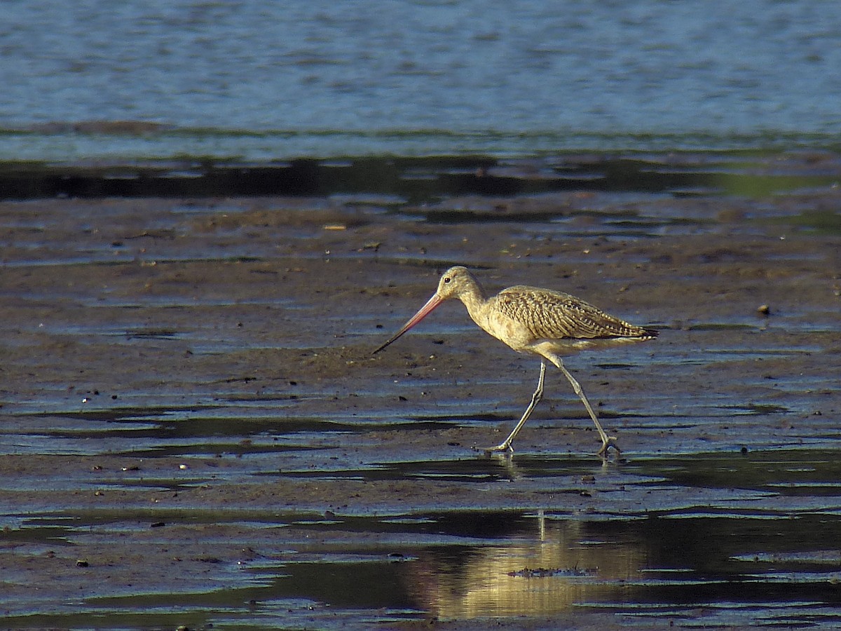 Marbled Godwit - ML138330261