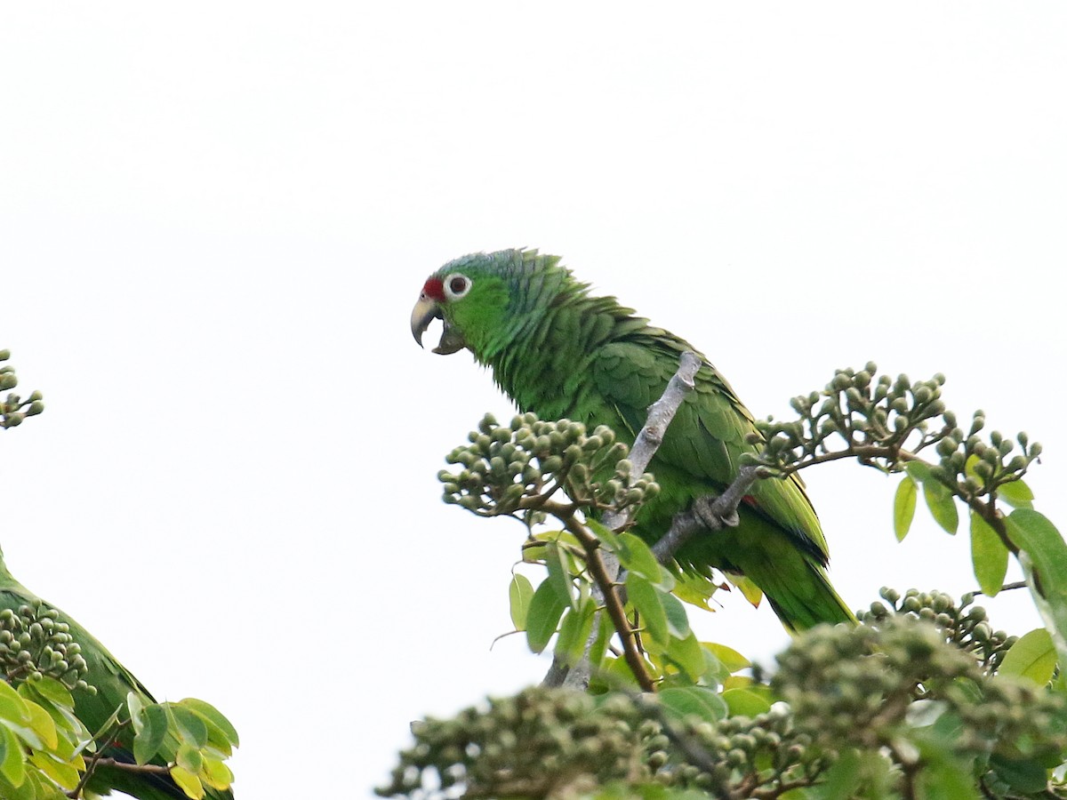 Red-lored Parrot - Stephen Mirick