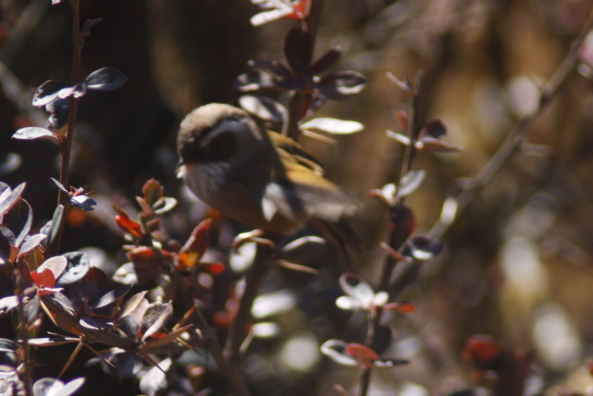 White-browed Fulvetta - ML138333831