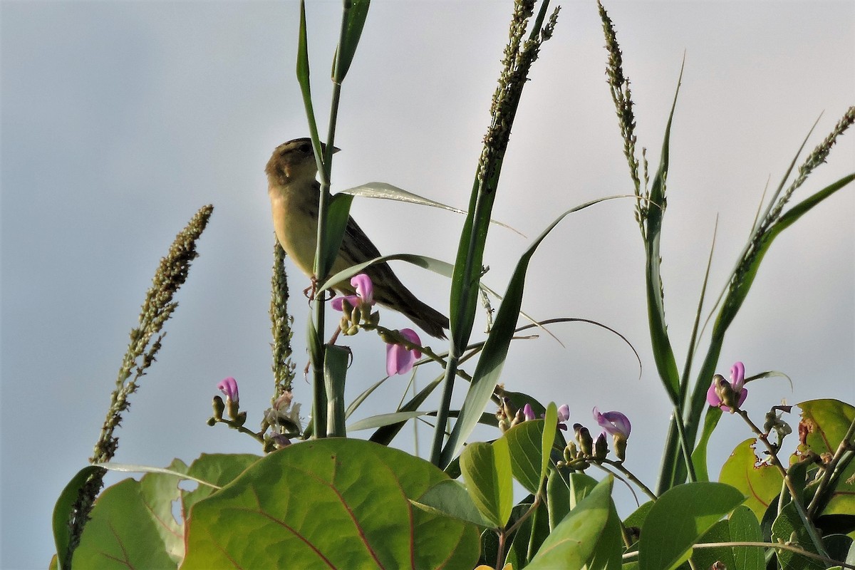 Bobolink - ML138334201