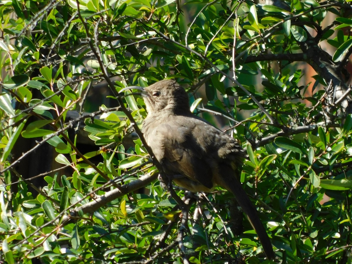 California Thrasher - ML138335531