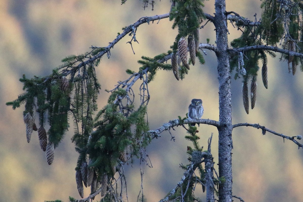 Eurasian Pygmy-Owl - ML138335621