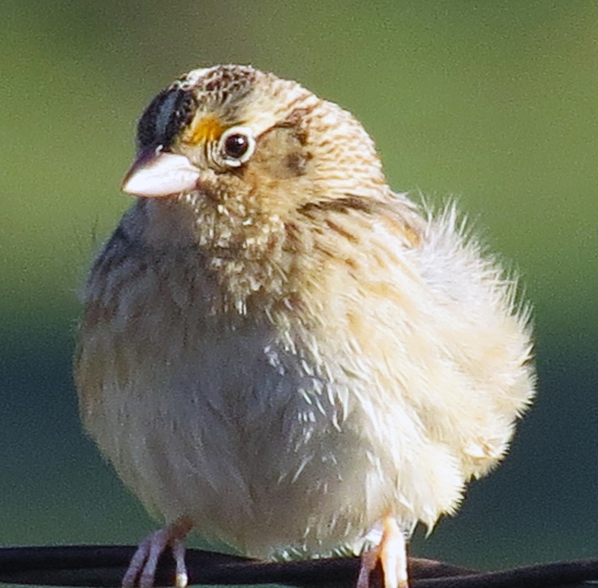 Grasshopper Sparrow - Kitty ONeil