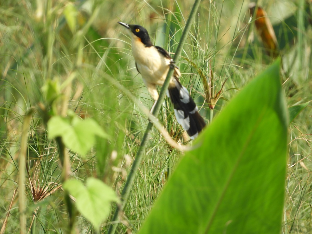 Black-capped Donacobius - ML138338221