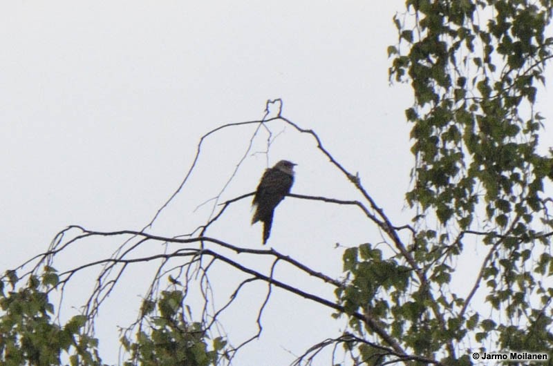 Oriental Cuckoo - ML138338551