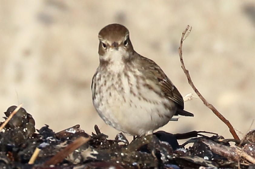 Water Pipit - Bruce Kerr