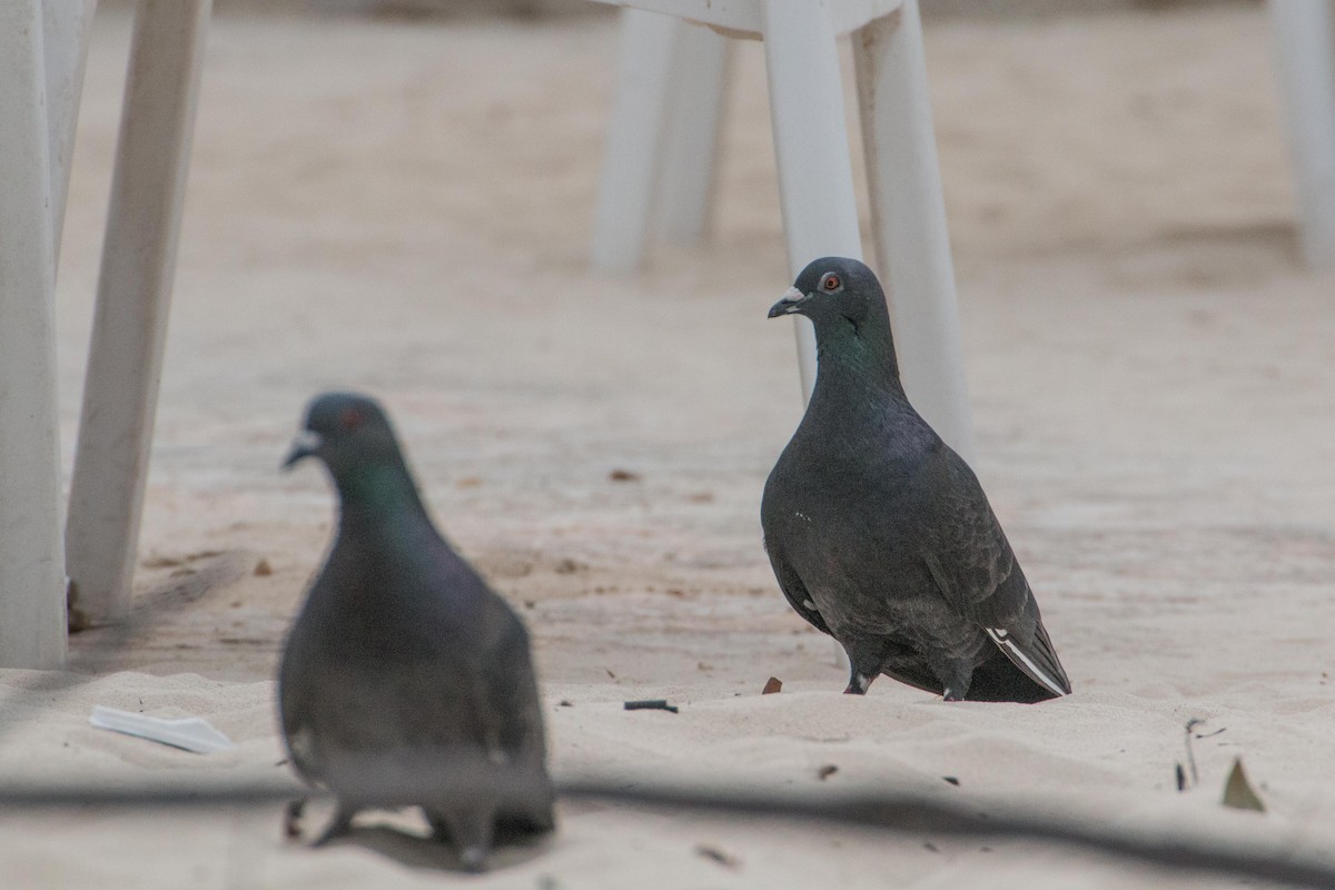 Rock Pigeon (Feral Pigeon) - ML138339721