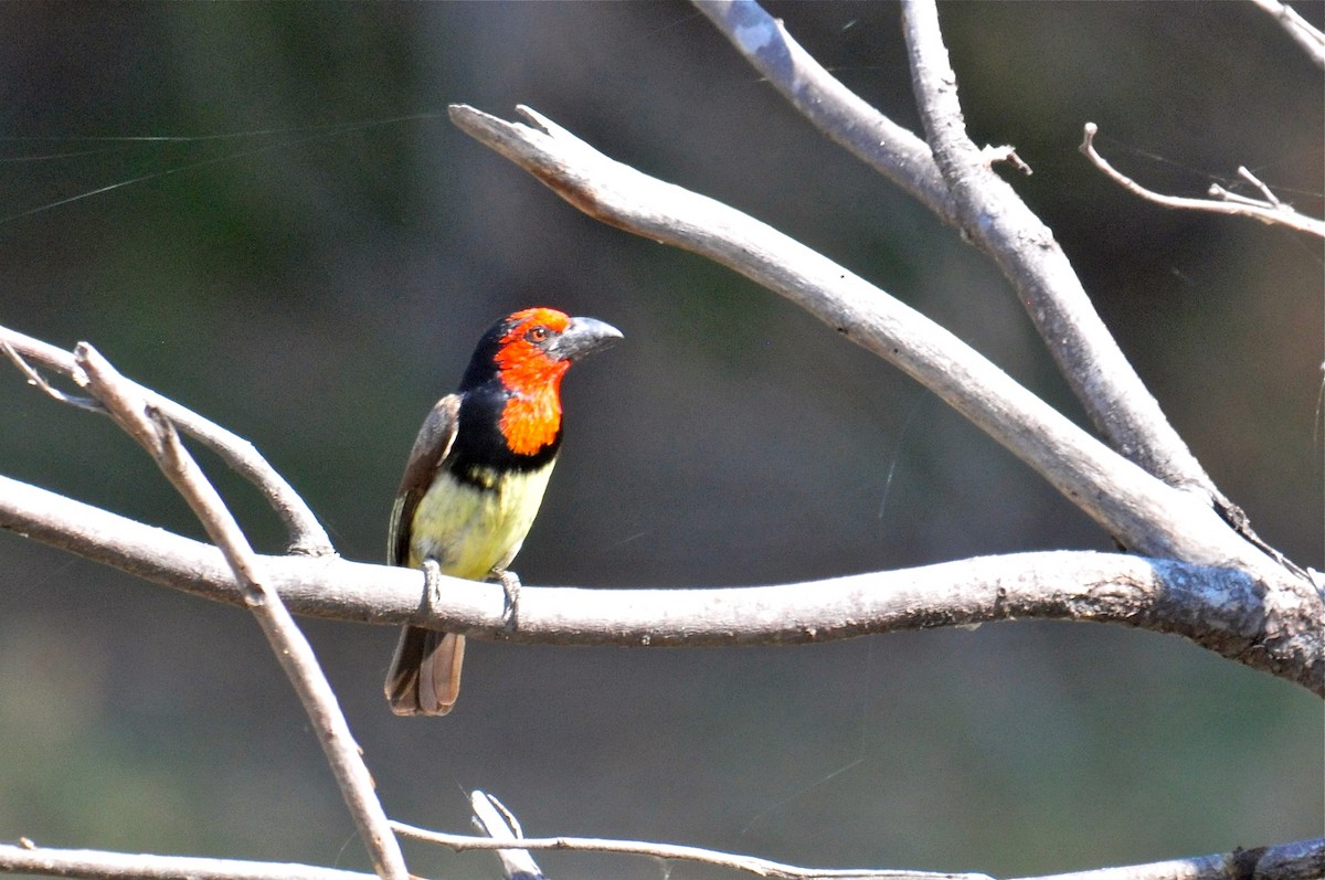 Kara Kolyeli Barbet - ML138340151